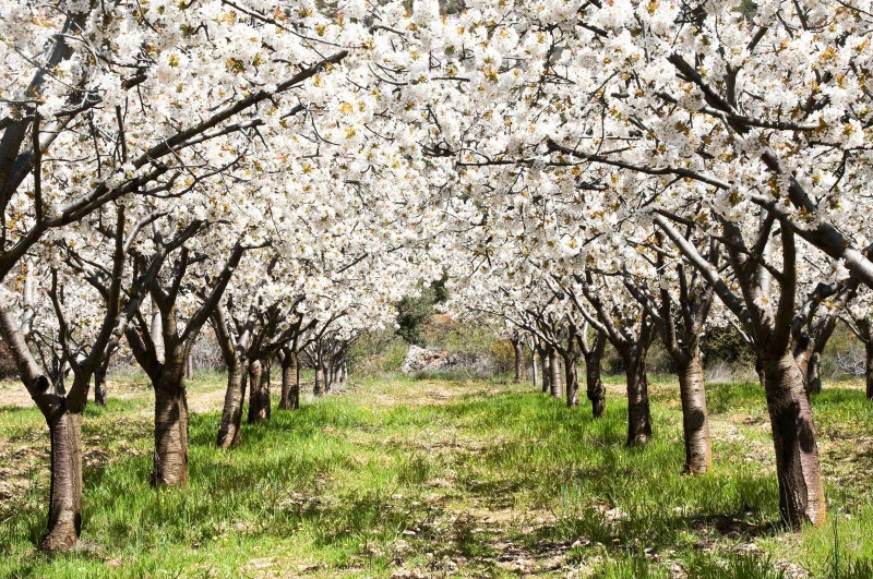 Valle del Jerte: Cerezos en flor