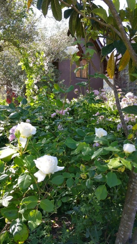 Las Cabañas de Mestas