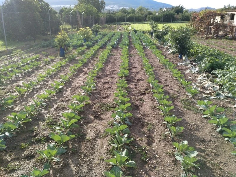 142a Dehesa Baja