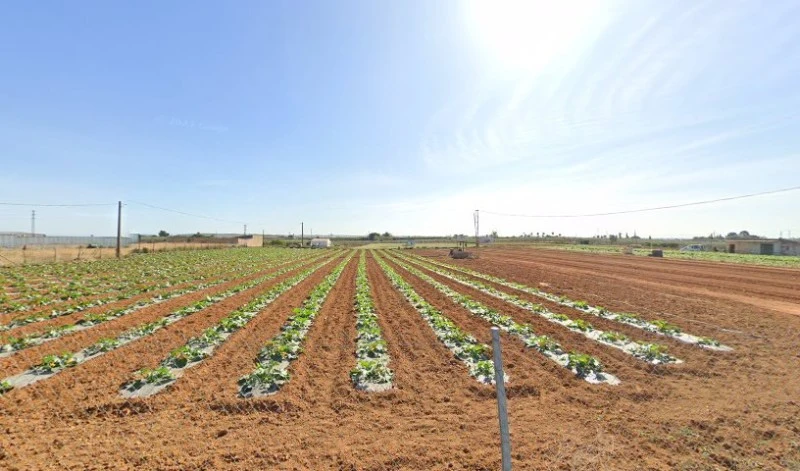 Finca Los Romeros Olivares