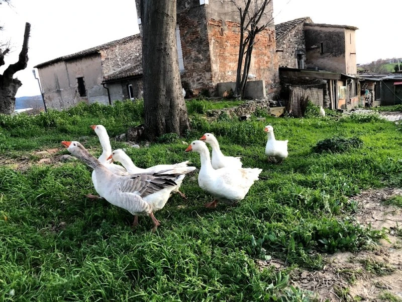 Masia Can Serra del Padró