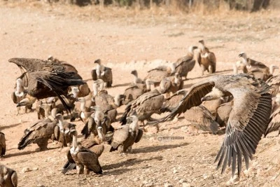 Observatorio de aves Mas de Bunyol