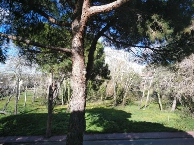 GAVA
