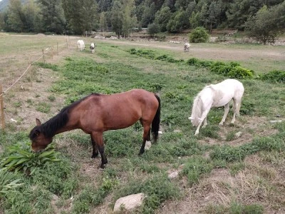 Apartamentos Pastoret, ca la Quima