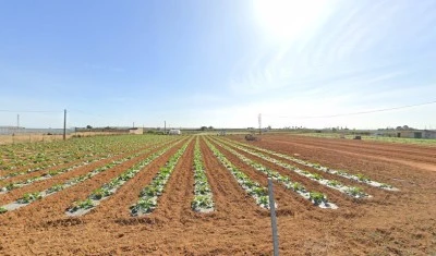Finca Los Romeros Olivares