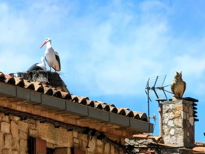 L'Albió